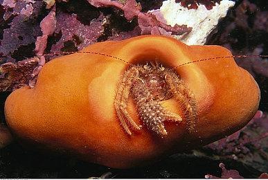 传《荒野大镖客2》将登陆Switch 有望下周公布